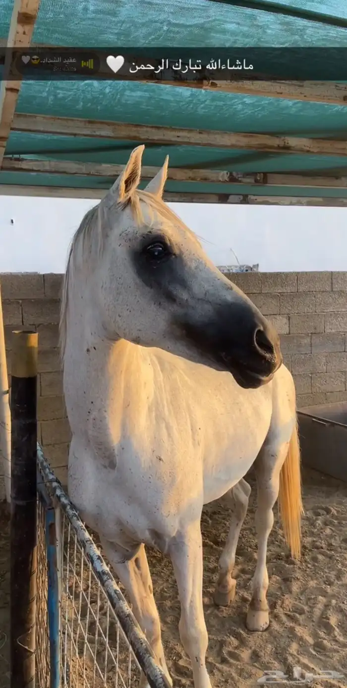 حصان شعبي . 4