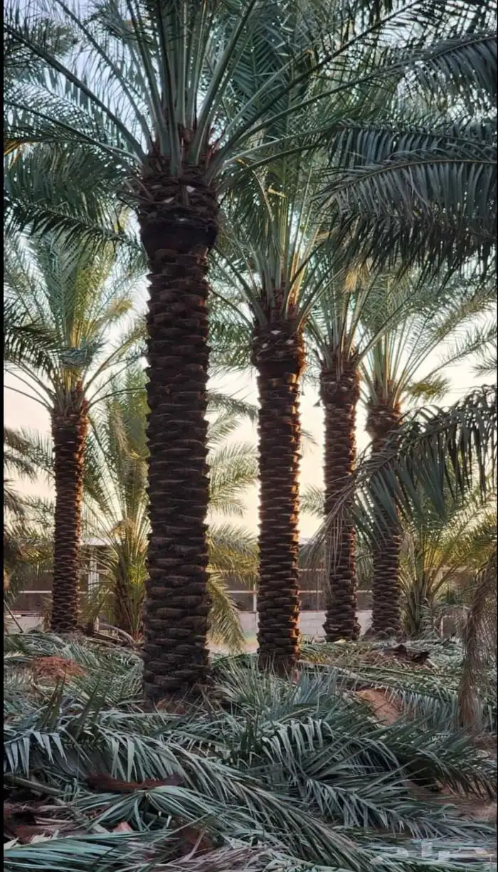 يوجدلدينا جميع انواع أنخيل للبيع 3