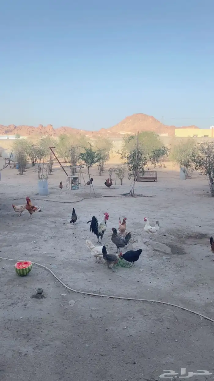 للبيع دجاج بلدي حضان 2