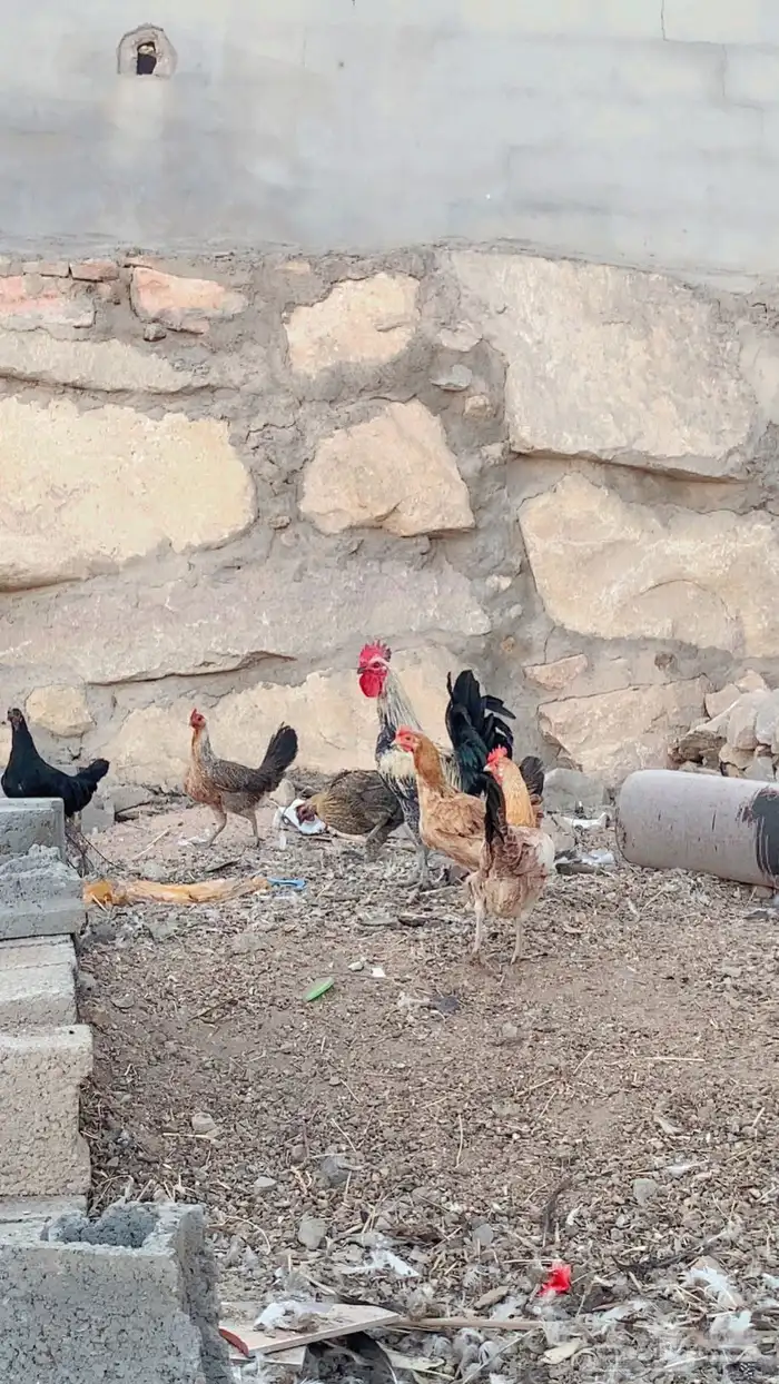 للبيع دجاج بلدي حضان 0