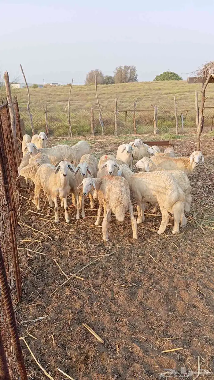 طليان حريه العدد 18 0