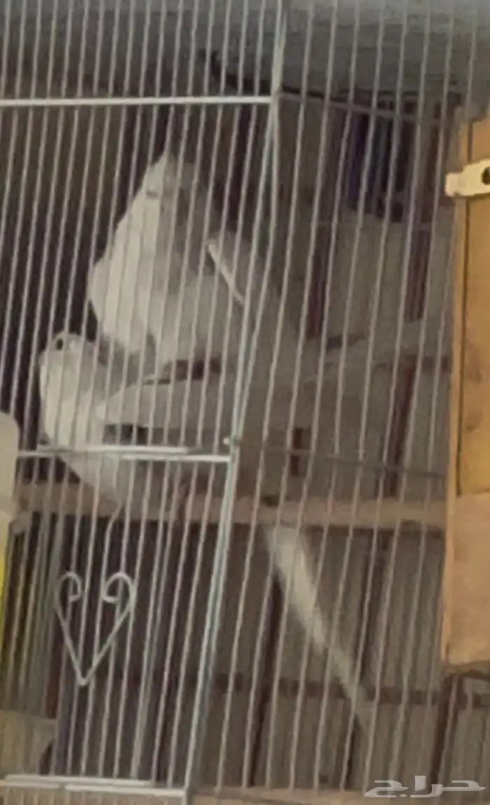 زوج كروان هافي بايد توب 5