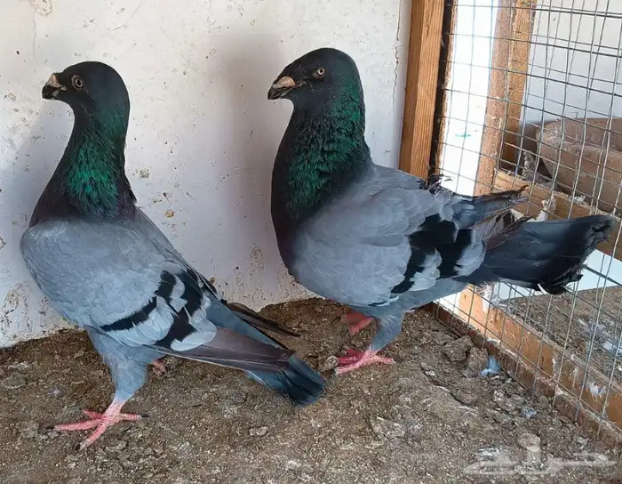 جوز أكسبيشن هومر 16