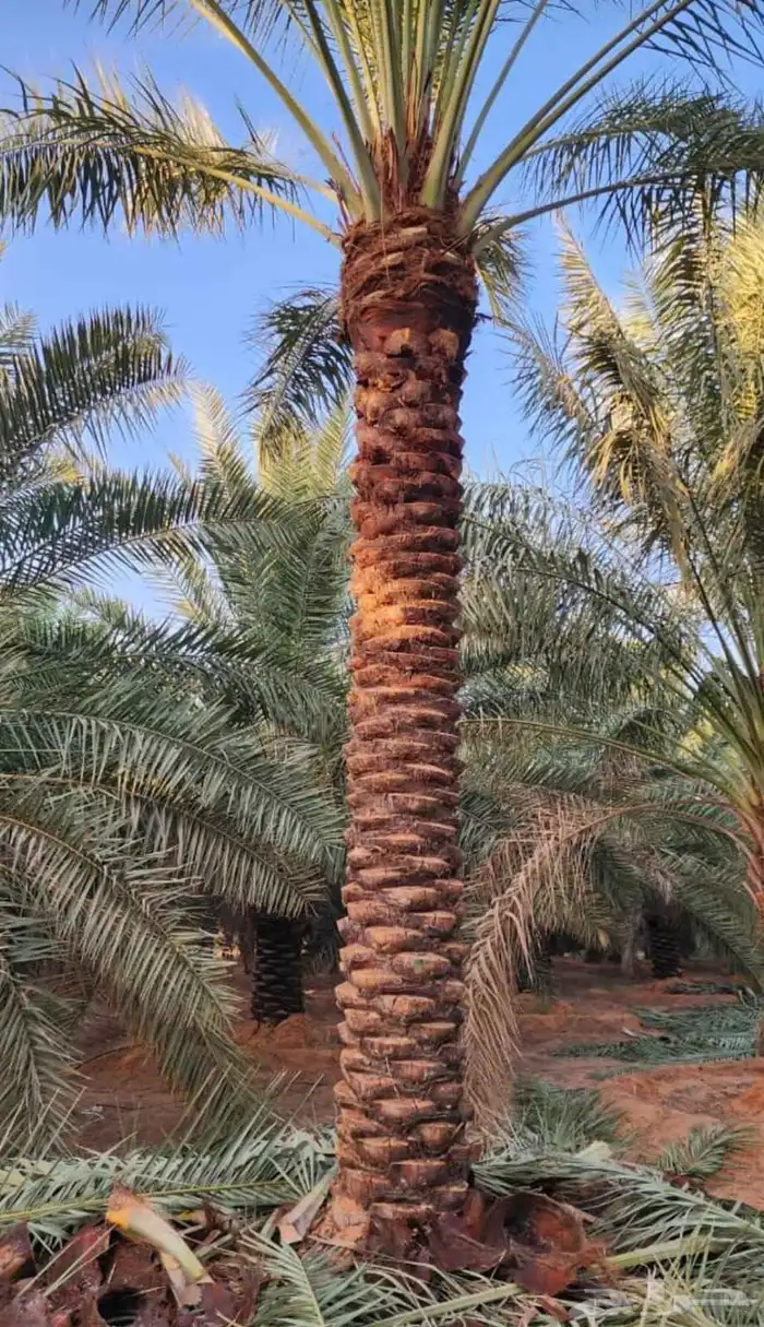 يوجدلدينا جميع انواع أنخيل للبيع 1