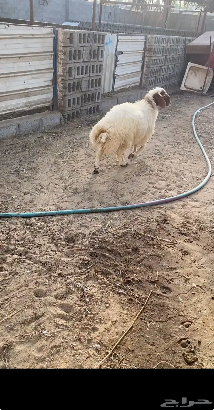 خرفان نعيمي و مشاريك 4