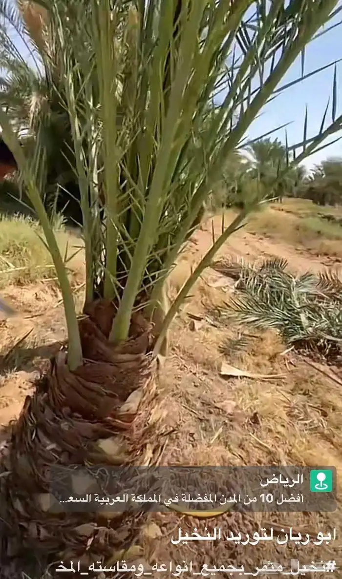 يوجد لدينا جميع انواع النخيل المثمره وجميع المقاسات المختلفه 0