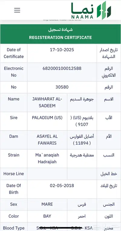 فرس واهو للبيع index