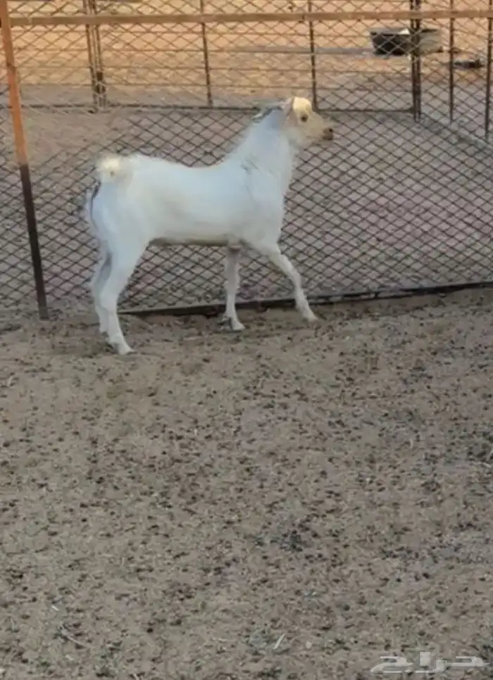 تيس جنوبي للبيع وع الشرط 0