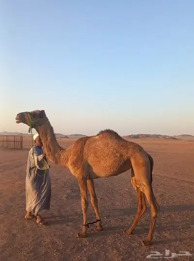 هجن 0