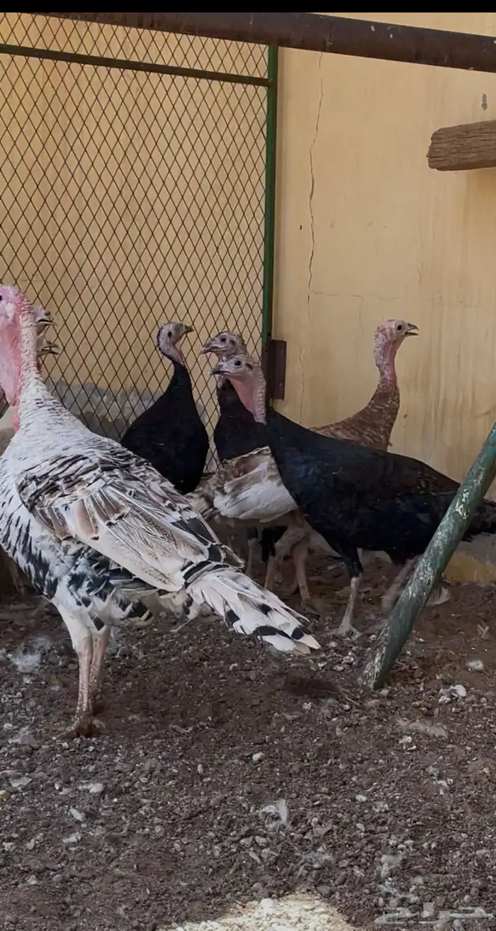 رومي للبيع 1