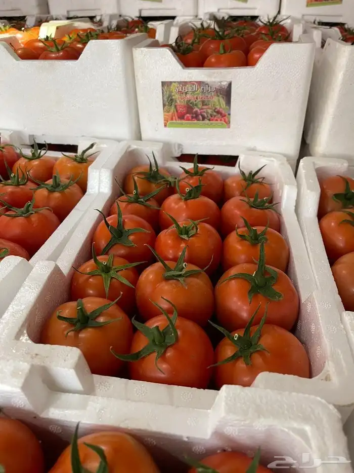 طماطم القصيم 2