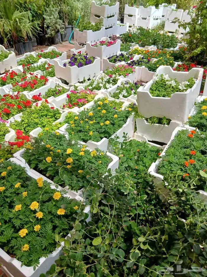 مشاتل مشتل 2