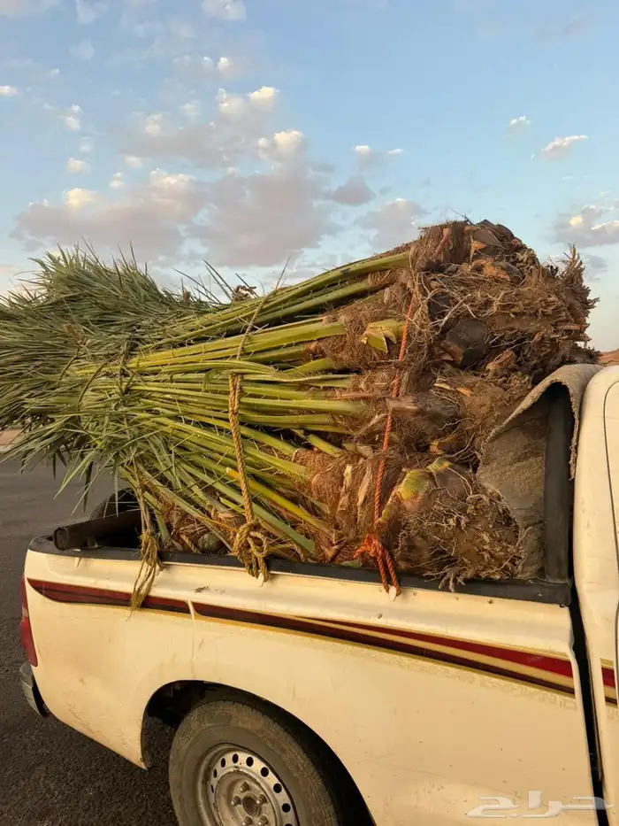 نخل للبيع طالع بتجاه تبوك 1