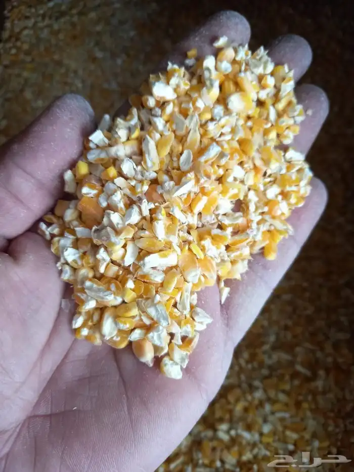 ذره صفراء مجروش 9