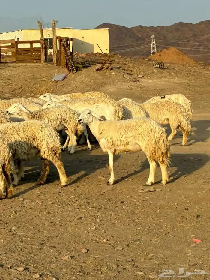 رخال حرش طيبه مراح واحد 6