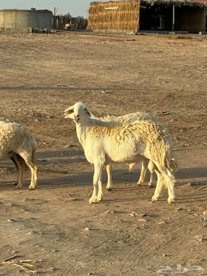 رخال حرش طيبه مراح واحد 3