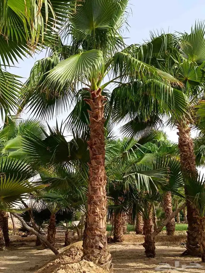 نخل واشنطني زينه امريكي 4