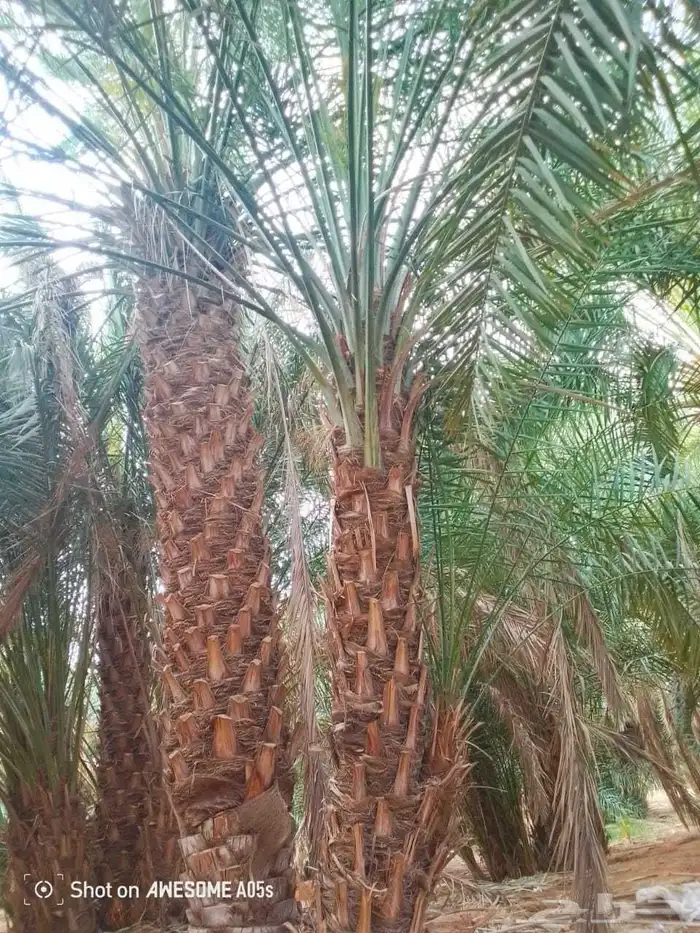 للبيع نخيل عربي مثمر نقايل وفسايل جميع المقاسات والانواع 11