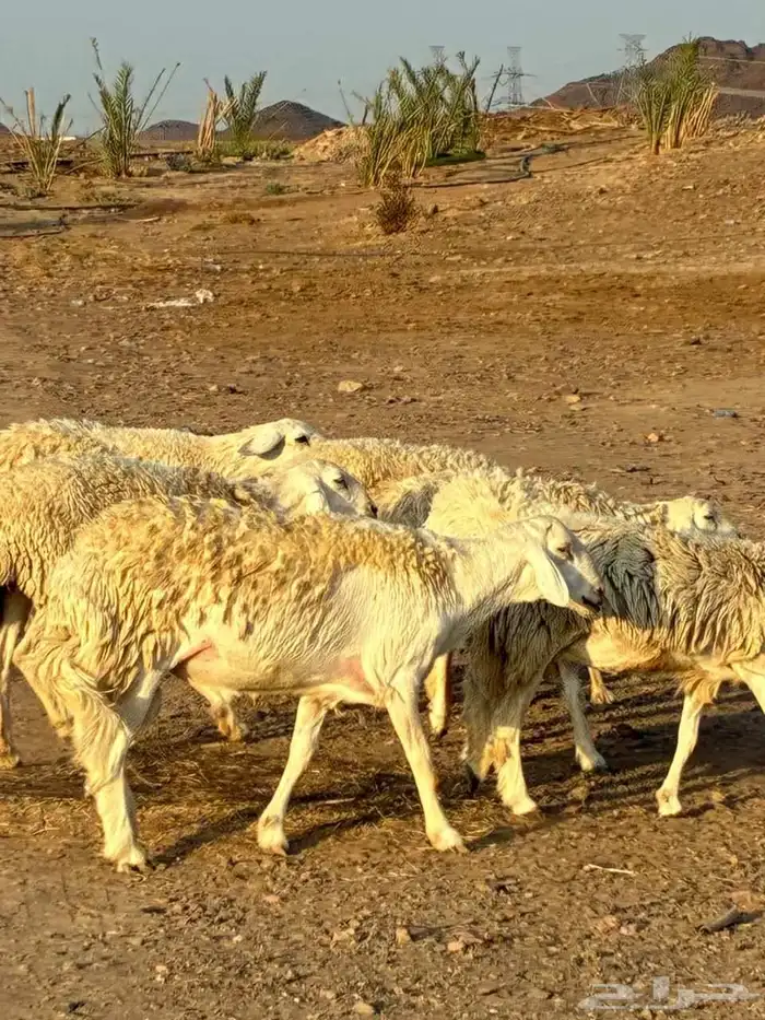 رخال حرش طيبه مراح واحد 0