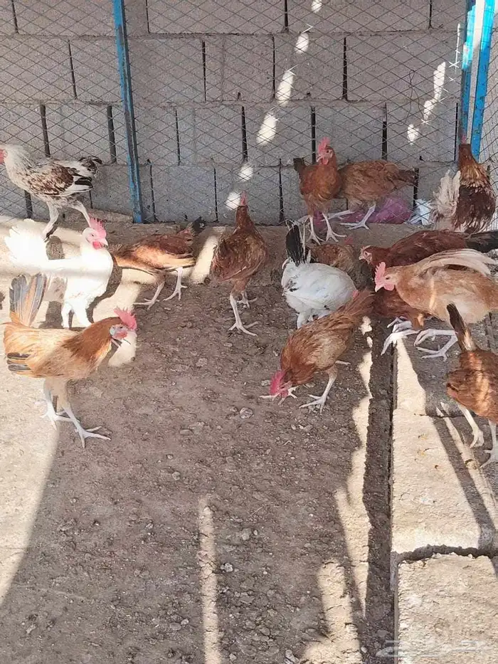 ديوك بلدي فواتح للبيع وجاهزة للذبح 6