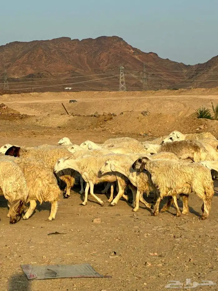 رخال حرش طيبه مراح واحد 14
