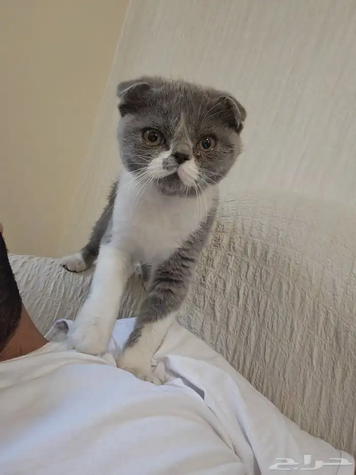 سكوتش للبيع ذكر عمر 3 اشهر 1