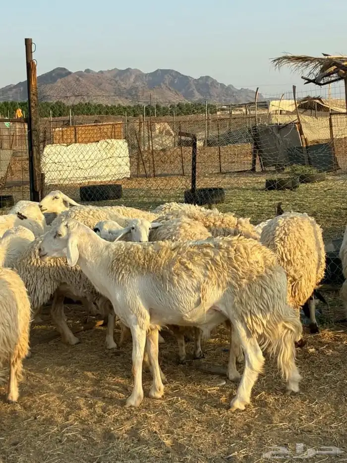 رخال حرش طيبه مراح واحد 1