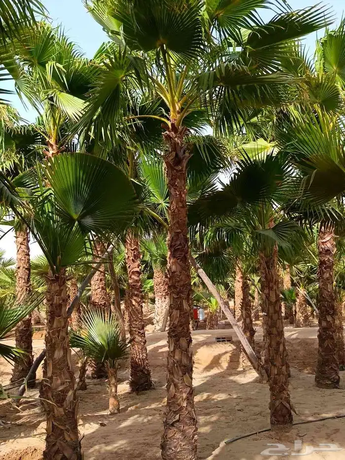 نخل واشنطني زينه امريكي 3