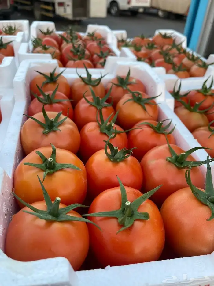 طماطم القصيم 1