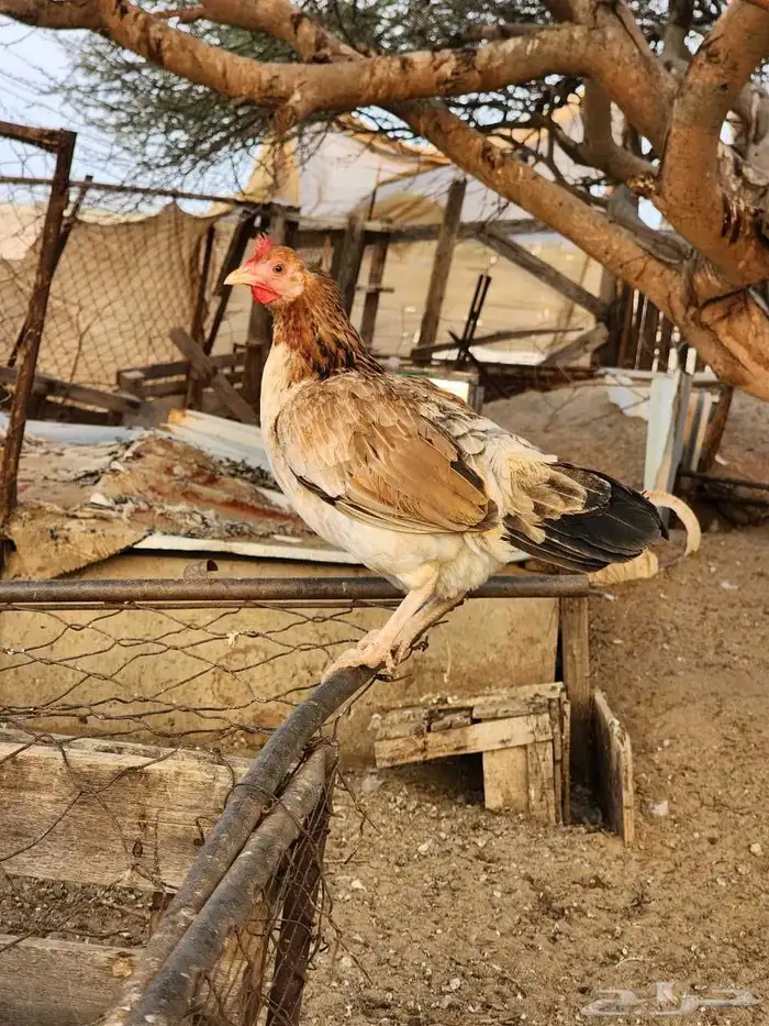 ديك عربي اصيل ودجاجتين بلدي 4