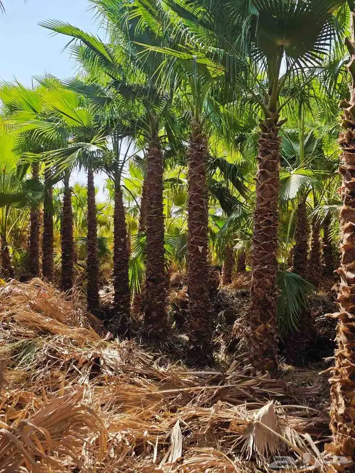 نخل واشنطني 4