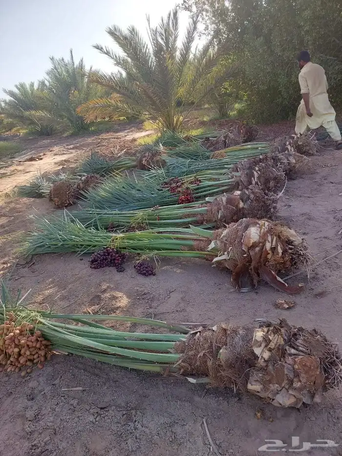 يوجدلدينا جميع انواع أنخيل للبيع 10