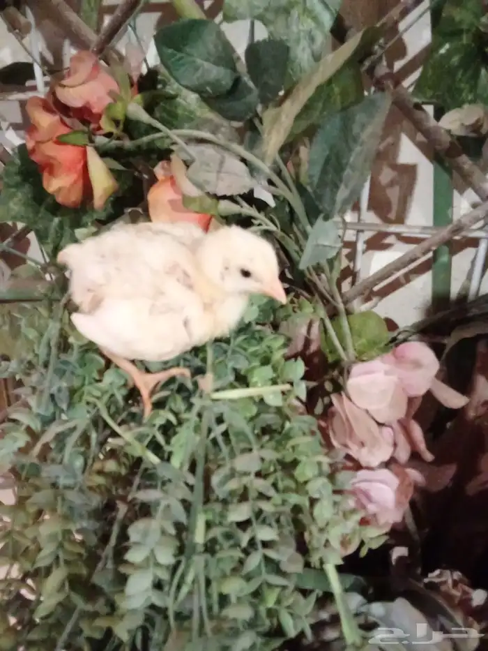 صوص لاحم اصفر روس 308 0