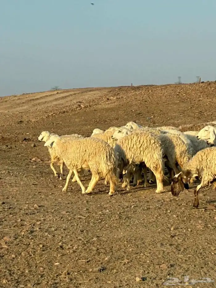 رخال حرش طيبه مراح واحد 11