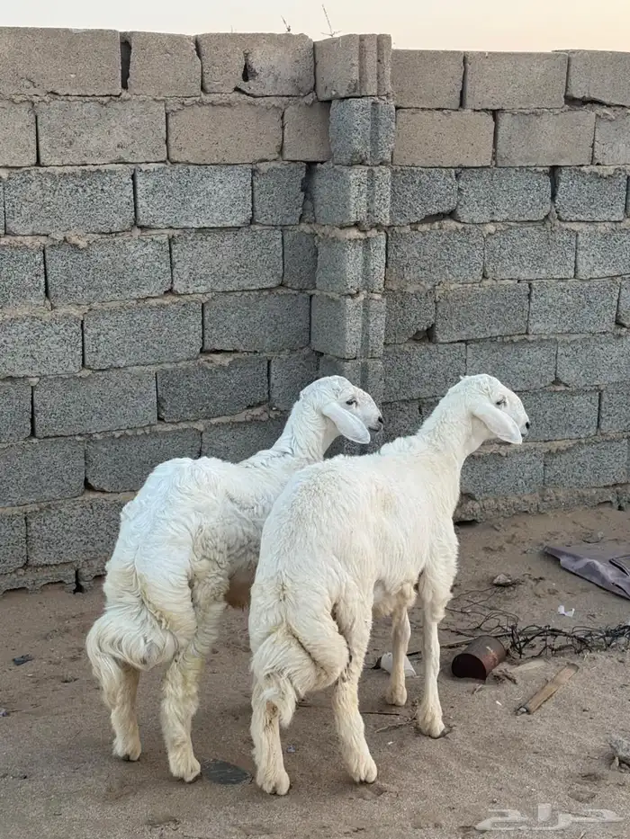 خروفين كفو 0