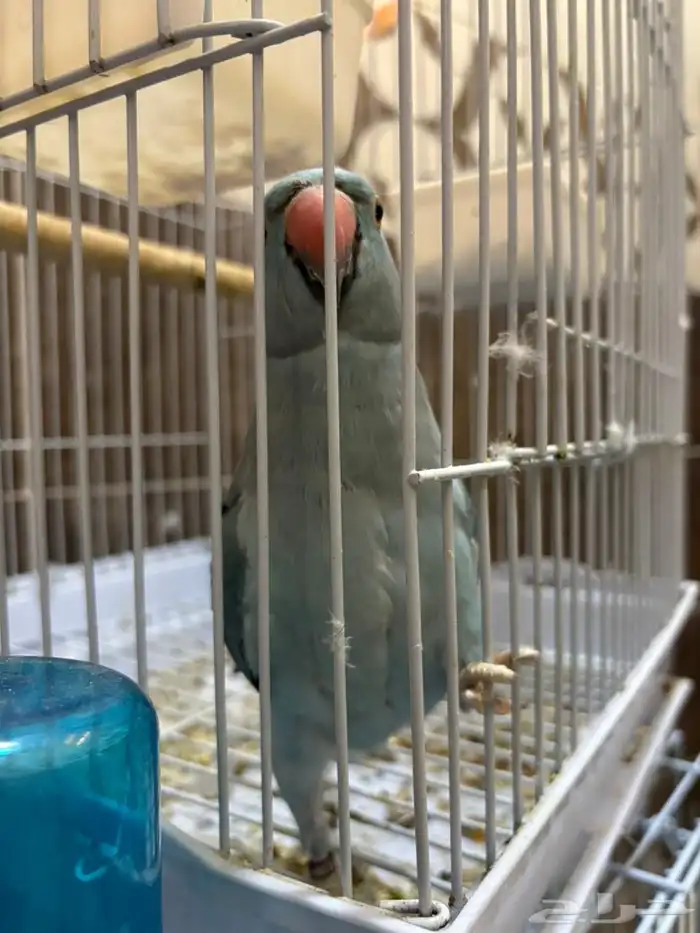 ببغاء 0