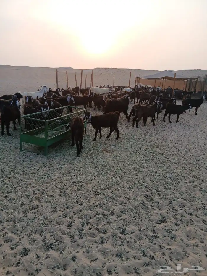 للبيع 61 معزا مع فحلها 62 اغلبها دفيع 3