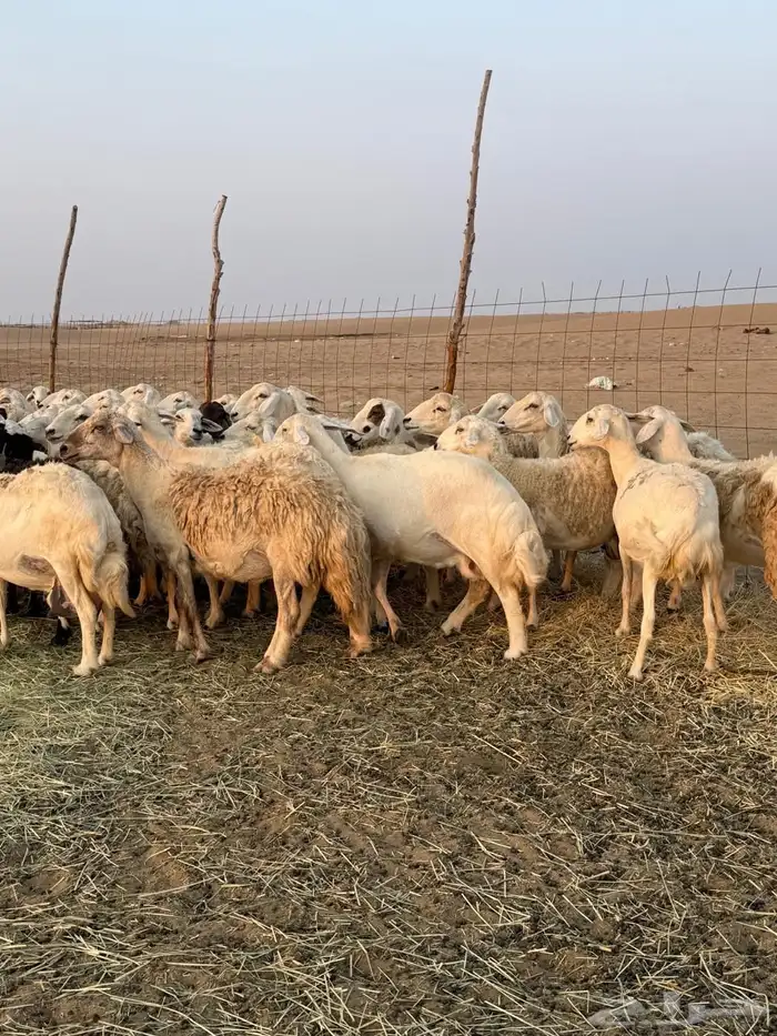 القنفذه 2