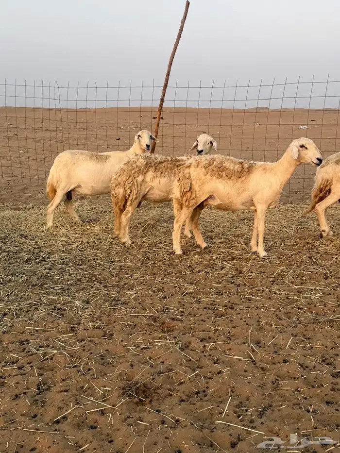 القنفذه 10