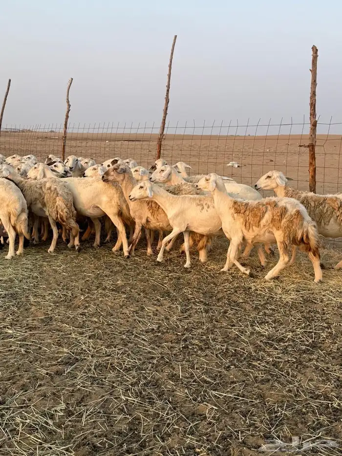 القنفذه 1