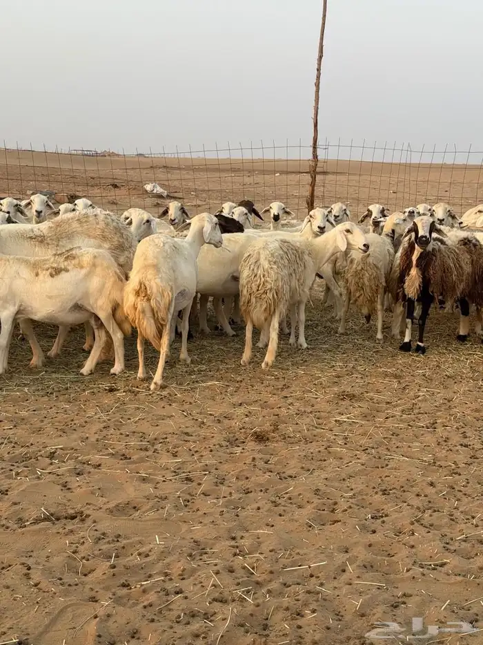القنفذه 9