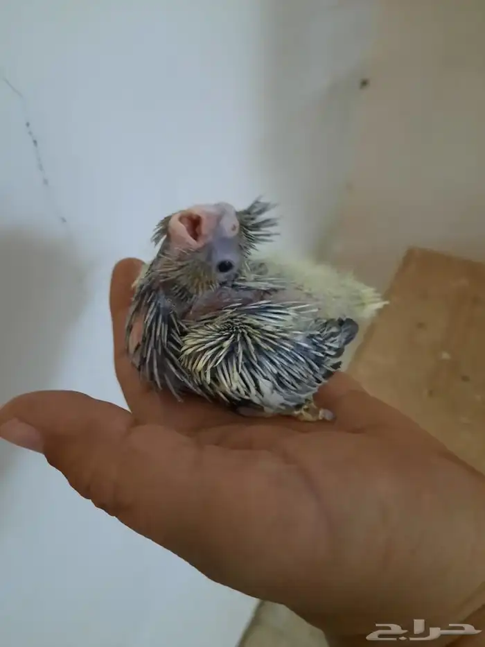 فرخين كروان 3