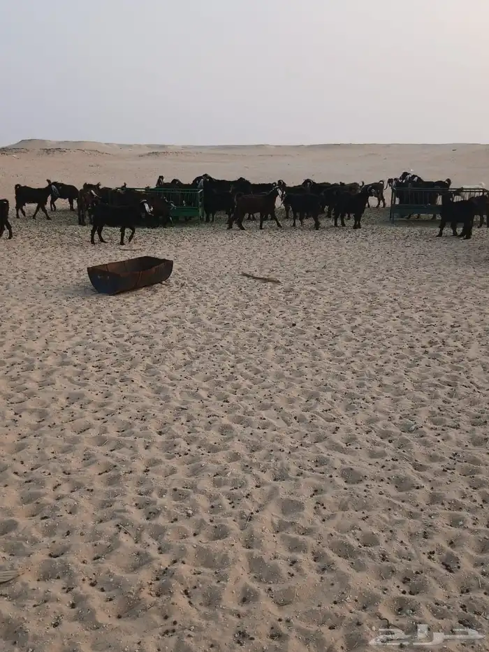 للبيع 61 معزا مع فحلها 62 اغلبها دفيع 4