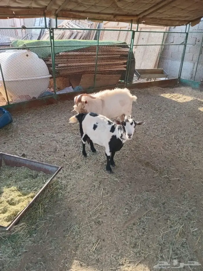 غنم (تيس قزم) 0