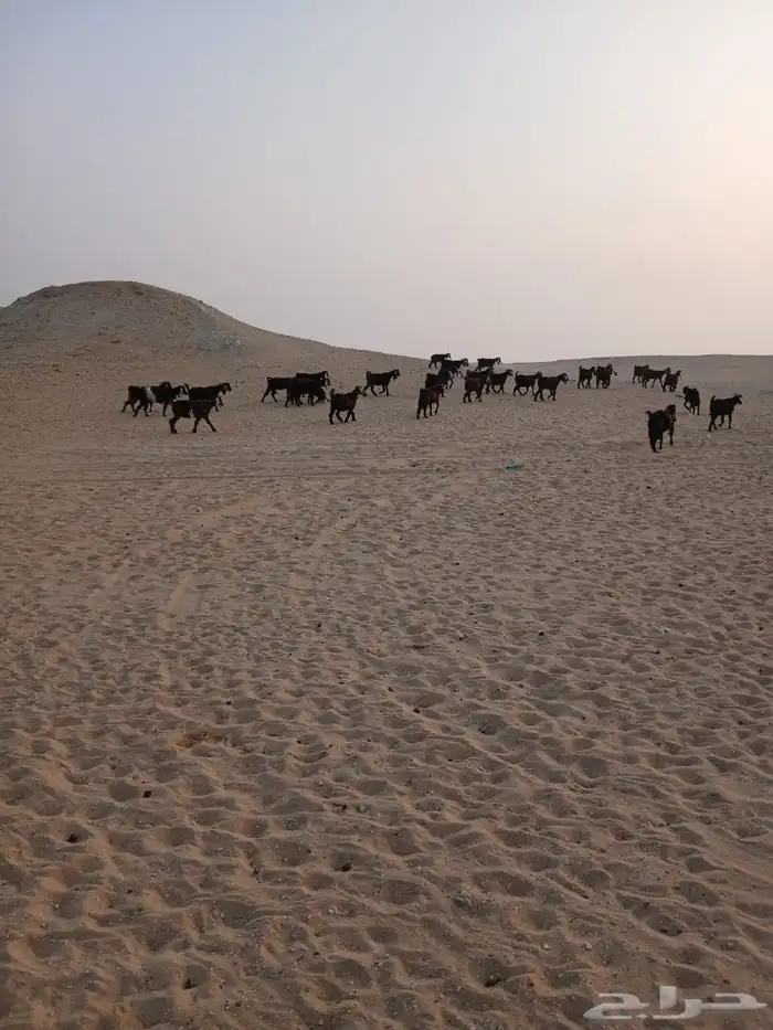 للبيع 61 معزا مع فحلها 62 اغلبها دفيع 0