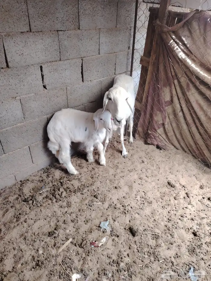 نعجه متبع 1