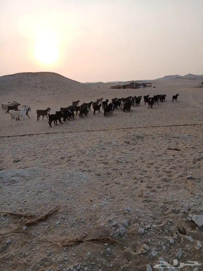 للبيع 61 معزا مع فحلها 62 اغلبها دفيع 2