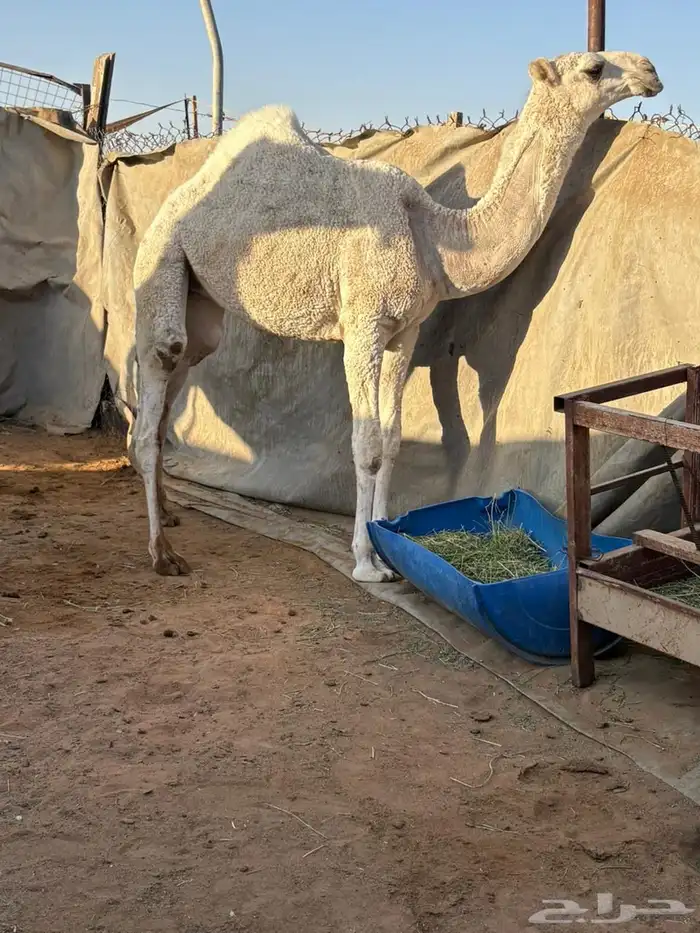 حواره كفو 0