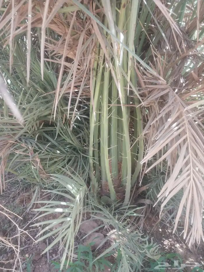 نخل مثمر للبيع 4