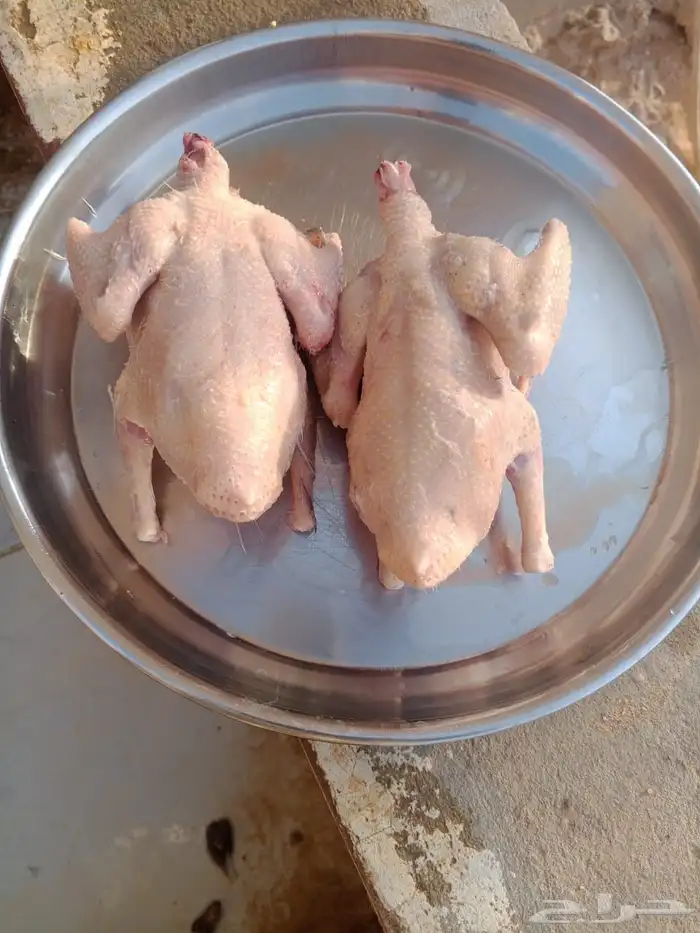 فروخ حمام فرنسي سوبر جامبو 1